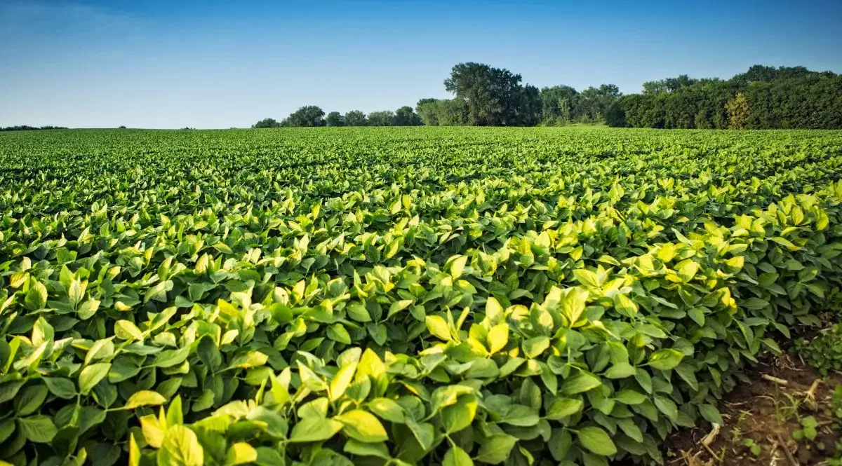 Paisaje de un campo cultivado verde