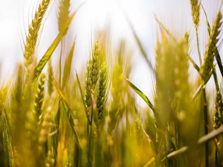 Bertol Servicios Agrícolas - Ventajas