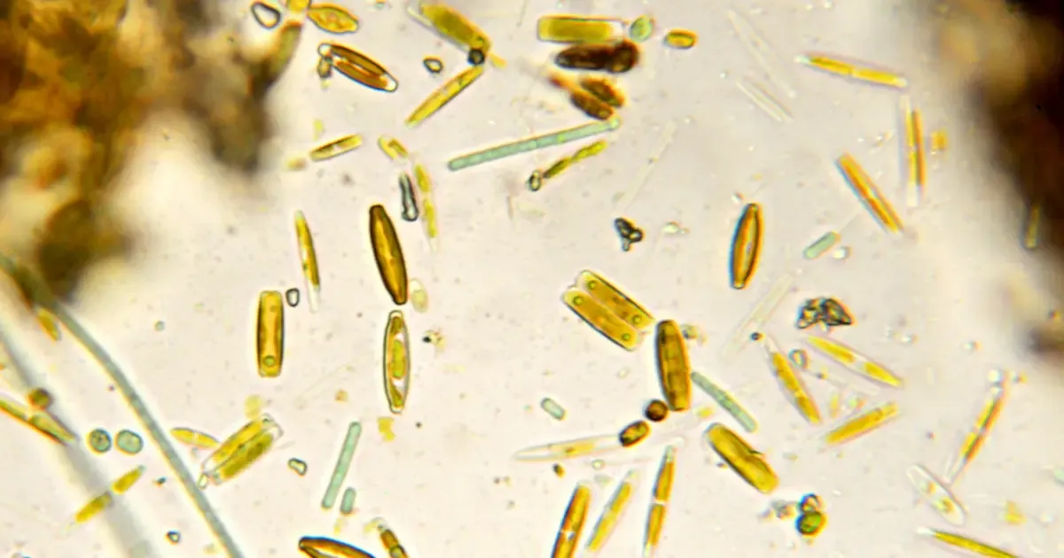 ¿Qué es la tierra de diatomeas y para qué sirve?